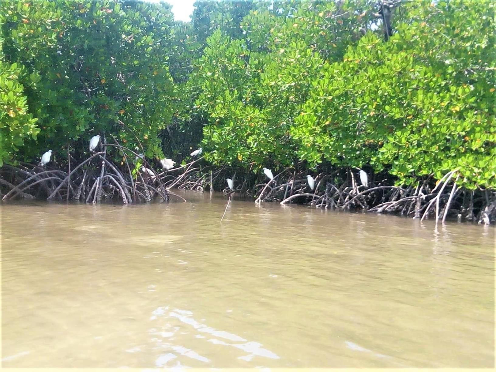 Mida Creek Nature Camp واتامو المظهر الخارجي الصورة